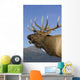 Close Up View Of A Rocky Mountain Bull Elk Bugling Wall Mural
