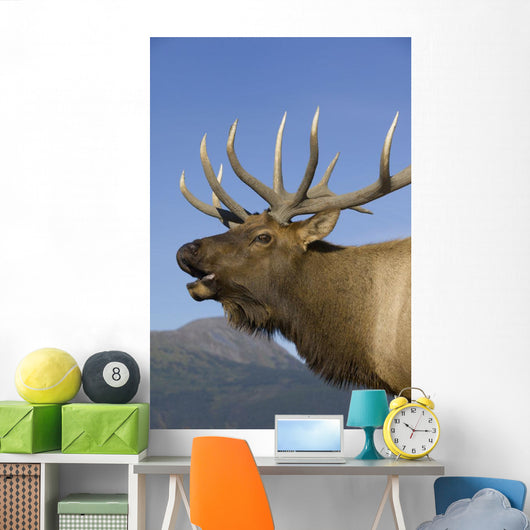 Close Up View Of A Rocky Mountain Bull Elk Bugling Wall Mural