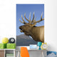 Close Up View Of A Rocky Mountain Bull Elk Bugling Wall Mural