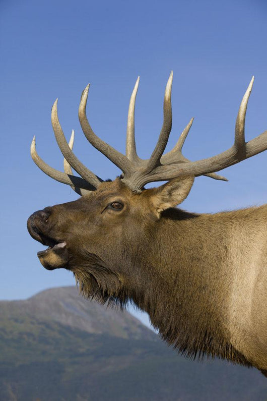 Close Up View Of A Rocky Mountain Bull Elk Bugling Wall Mural