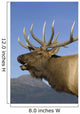 Close Up View Of A Rocky Mountain Bull Elk Bugling Wall Mural