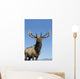 Portrait Of A Rocky Mountain Bull Elk Wall Mural