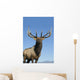 Portrait Of A Rocky Mountain Bull Elk Wall Mural