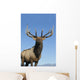 Portrait Of A Rocky Mountain Bull Elk Wall Mural