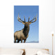 Portrait Of A Rocky Mountain Bull Elk Wall Mural