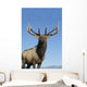 Portrait Of A Rocky Mountain Bull Elk Wall Mural