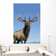 Portrait Of A Rocky Mountain Bull Elk Wall Mural