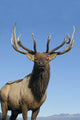 Portrait Of A Rocky Mountain Bull Elk Wall Mural