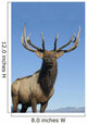 Portrait Of A Rocky Mountain Bull Elk Wall Mural