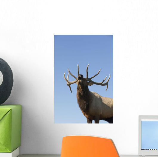 Close Up View Of A Rocky Mountain Bull Elk Bugling Wall Mural