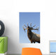 Close Up View Of A Rocky Mountain Bull Elk Bugling Wall Mural