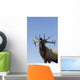 Close Up View Of A Rocky Mountain Bull Elk Bugling Wall Mural