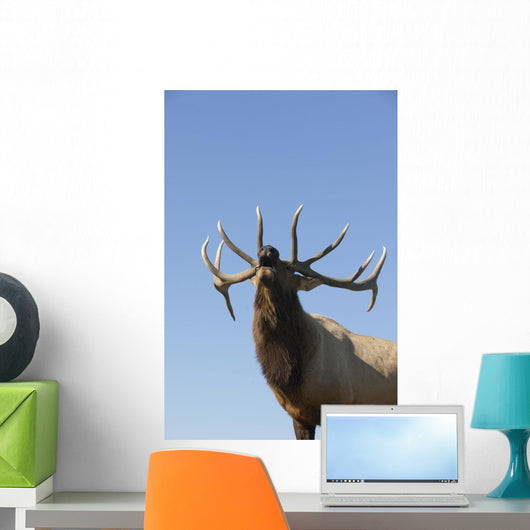 Close Up View Of A Rocky Mountain Bull Elk Bugling Wall Mural