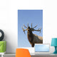 Close Up View Of A Rocky Mountain Bull Elk Bugling Wall Mural