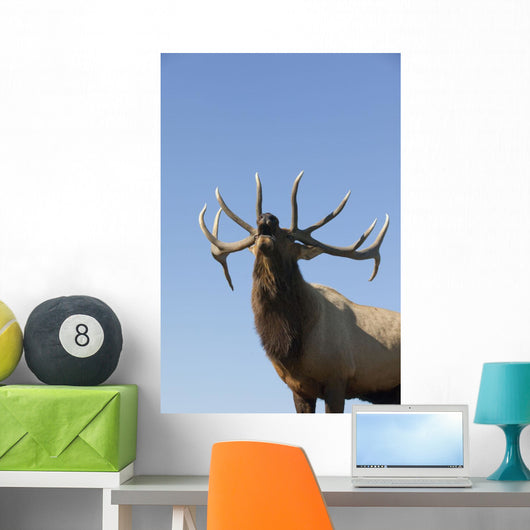 Close Up View Of A Rocky Mountain Bull Elk Bugling Wall Mural