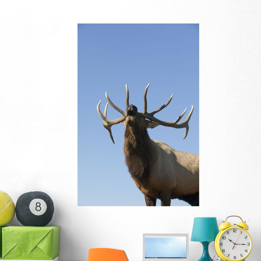 Close Up View Of A Rocky Mountain Bull Elk Bugling Wall Mural