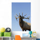 Close Up View Of A Rocky Mountain Bull Elk Bugling Wall Mural