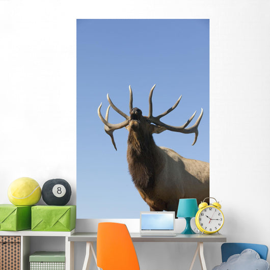 Close Up View Of A Rocky Mountain Bull Elk Bugling Wall Mural