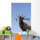 Close Up View Of A Rocky Mountain Bull Elk Bugling Wall Mural