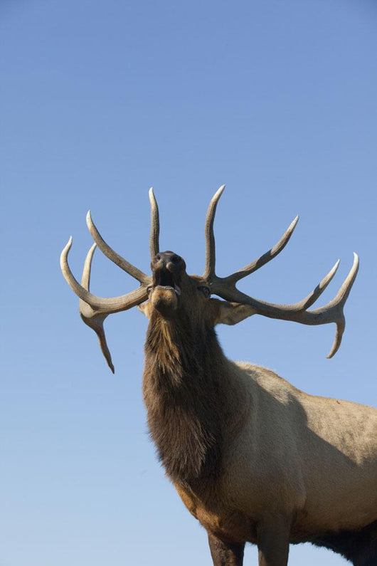 Close Up View Of A Rocky Mountain Bull Elk Bugling Wall Mural
