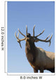 Close Up View Of A Rocky Mountain Bull Elk Bugling Wall Mural