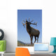Close Up View Of A Rocky Mountain Bull Elk Bugling Wall Mural