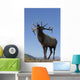 Close Up View Of A Rocky Mountain Bull Elk Bugling Wall Mural