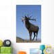Close Up View Of A Rocky Mountain Bull Elk Bugling Wall Mural