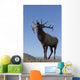Close Up View Of A Rocky Mountain Bull Elk Bugling Wall Mural