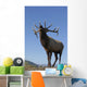 Close Up View Of A Rocky Mountain Bull Elk Bugling Wall Mural