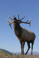 Close Up View Of A Rocky Mountain Bull Elk Bugling Wall Mural