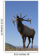 Close Up View Of A Rocky Mountain Bull Elk Bugling Wall Mural