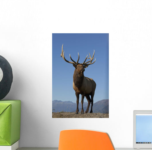 Close Up View Of A Rocky Mountain Bull Elk Bugling Wall Mural