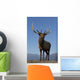 Close Up View Of A Rocky Mountain Bull Elk Bugling Wall Mural