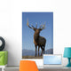 Close Up View Of A Rocky Mountain Bull Elk Bugling Wall Mural