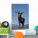 Close Up View Of A Rocky Mountain Bull Elk Bugling Wall Mural