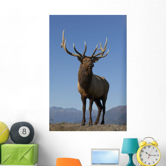 Close Up View Of A Rocky Mountain Bull Elk Bugling Wall Mural