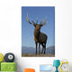 Close Up View Of A Rocky Mountain Bull Elk Bugling Wall Mural