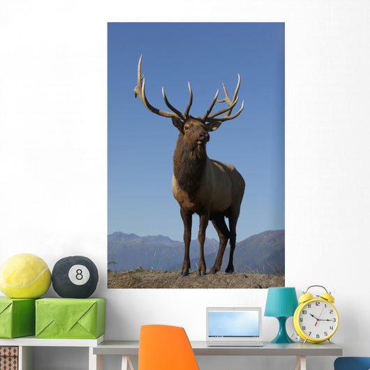 Close Up View Of A Rocky Mountain Bull Elk Bugling Wall Mural