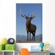 Close Up View Of A Rocky Mountain Bull Elk Bugling Wall Mural