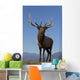 Close Up View Of A Rocky Mountain Bull Elk Bugling Wall Mural
