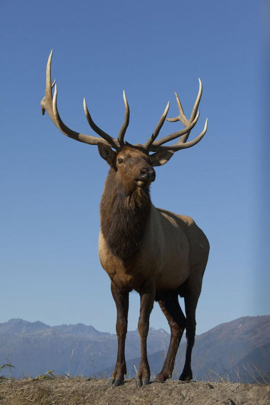 Close Up View Of A Rocky Mountain Bull Elk Bugling Wall Mural