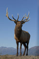 Close Up View Of A Rocky Mountain Bull Elk Bugling Wall Mural