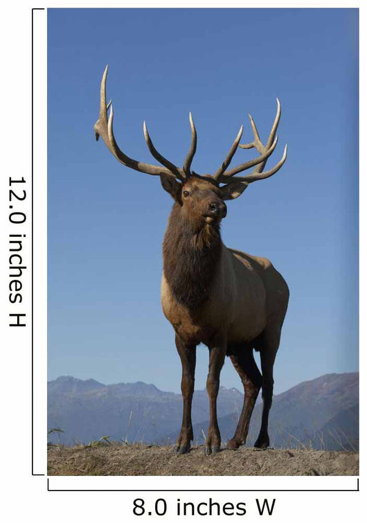 Close Up View Of A Rocky Mountain Bull Elk Bugling Wall Mural