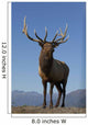 Close Up View Of A Rocky Mountain Bull Elk Bugling Wall Mural