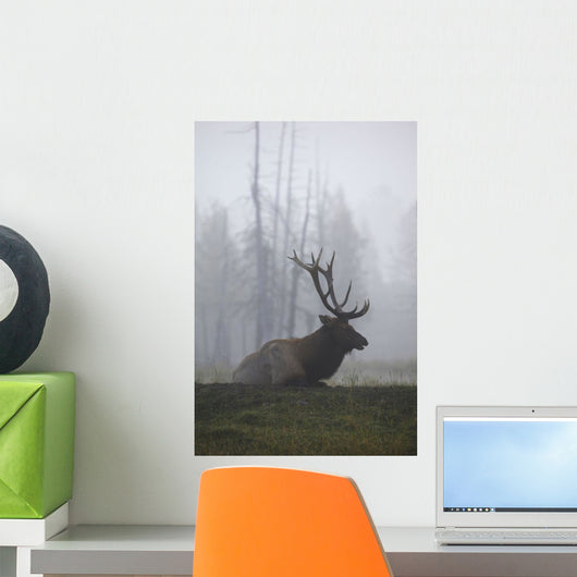 An Adult Roosevelt Bull Elk Lies On A Hillside In Early Morning Fog Wall Mural