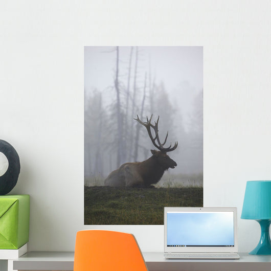 An Adult Roosevelt Bull Elk Lies On A Hillside In Early Morning Fog Wall Mural