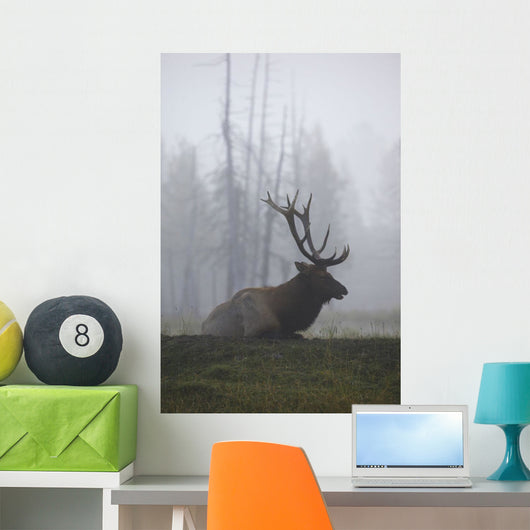 An Adult Roosevelt Bull Elk Lies On A Hillside In Early Morning Fog Wall Mural