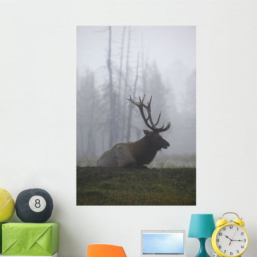 An Adult Roosevelt Bull Elk Lies On A Hillside In Early Morning Fog Wall Mural