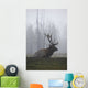 An Adult Roosevelt Bull Elk Lies On A Hillside In Early Morning Fog Wall Mural